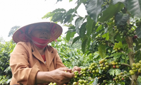 Повышение узнаваемости бренда кофе провинции Шонла