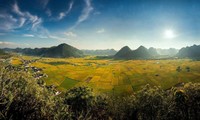 Красота золотых рисовых полей во Вьетнаме