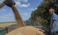 Польша продлит запрет на импорт зерна с Украины