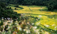 Золотой сезон на рисовых террасах Контума