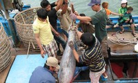 Efficient tuna exploitation, processing model in place