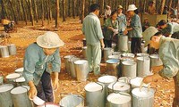 Vietnam, Thailand cooperate in rubber exports