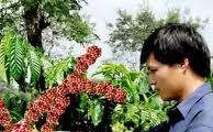Organization of Vietnam’s coffee sector needs to be renovated
