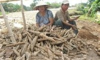 Cassava exports earn 1 billion USD