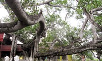 Hai Phong: 13-root banyan recognized as national heritage