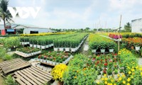 Pho Tho flower village in bloom just in time for Tet