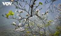 Hoa ban nở trắng núi rừng Điện Biên