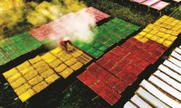 Những bức ảnh đặc sắc về làng nghề làm bột khoai ở Tây Ninh