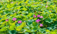 Ngắm cánh đồng sen đẹp hút hồn tại khuôn viên Học viện Nông nghiệp Việt Nam