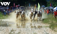 Hơn 25.000 người đến xem và cổ vũ Hội đua bò Bảy Núi