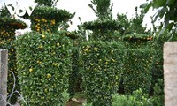 Khám phá vườn quýt lục bình “siêu khổng lồ” ở Hưng Yên