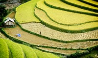 A Culture Tourism Week of Hoang Su Phi terraced rice fields 
