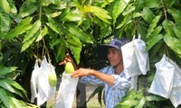 Australia opens door to fresh Vietnamese mango