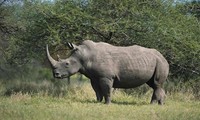 CITES member countries join hands for wildlife protection