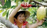  “From farming to chocolate” model boosts Vietnam’s cocoa reputation