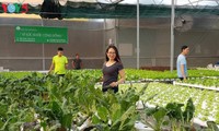 Ambitious businesswoman pioneers hydroponic vegetable growing in Can Tho