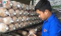 Young man profits from mushroom farming
