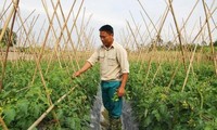 Ethnic youngster successful with safe vegetable growing