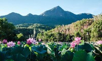 Lotus harvest season in Quang Nam