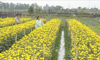 Flower villages busy ahead of Tet