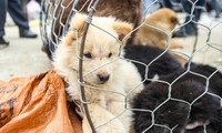 Unique dog market in Bac Ha plateau excites crowds