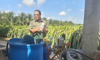 Tien Giang farmer well-off from dragon fruit