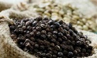 Vietnam emerges as largest exporter of pepper to US