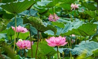 Hanoi cherishes Bach Diep lotus 