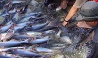 WWF đưa cá tra Việt Nam vào mục “Hướng đến chứng nhận bền vững"