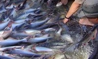 Thượng nghị sỹ Mỹ phản đối chương trình giám sát cá tra và ba sa của Bộ NN Mỹ