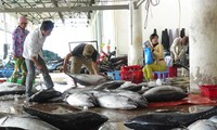 Đưa cá ngừ thành loại cá xuất khẩu chủ lực