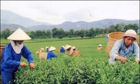Năm 2013, ngành chè Việt Nam nâng cao chất lượng sản phẩm