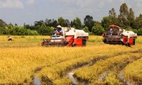 Cơ giới hóa nông nghiệp trong sản xuất lúa vùng Đồng bằng sông Cửu Long