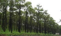 Tăng độ che phủ rừng lên hơn 40%