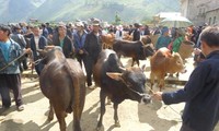 Đặc sắc phiên chợ gia súc ở Mèo Vạc, Hà Giang