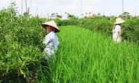 Mô hình nông nghiệp 3 trong 1 giúp nông dân huyện Yên Khánh, Ninh Bình, thoát nghèo
