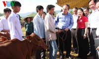 Sơn La: 100 hộ nghèo được nhận bò giúp thoát nghèo