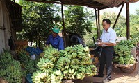 Mô hình trồng chuối ở huyện Yên Châu, tỉnh Sơn La, giúp người dân thoát nghèo