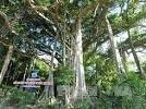Công nhận quần thể cây đa ở huyện Đồng Văn, tỉnh Hà Giang, là cây di sản Việt Nam 