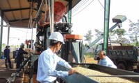 Đắc Lắc phát triển cây cà phê bền vững để xây dựng nông thôn mới