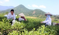 Sôi động Lễ hội trà Đại Từ ở tỉnh Thái Nguyên 
