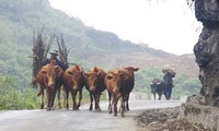 Nghề nuôi bò thương phẩm trên cao nguyên đá Hà Giang