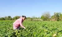  Ninh Thuận chuyển đổi cây trồng phù hợp với nắng hạn