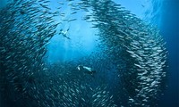 Indonesia kêu gọi hợp tác toàn cầu chống đánh bắt cá trái phép