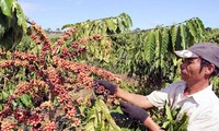 Diễn đàn liên kết chuỗi trong phát triển cà phê bền vững ở Tây nguyên