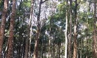 Nhân rộng mô hình liên kết nông dân để phát triển rừng bền vững