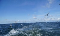 Thính giả muốn được thông tin về môt số địa điểm du lịch tại Phú Quốc, xem cảnh hải âu săn mồi trên biển