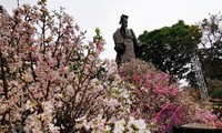 20 nghìn cành hoa Anh đào khoe sắc giữa Thủ đô Hà Nội