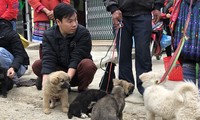 Chơi chợ Bắc Hà, tìm mua chó bản địa của người Mông   