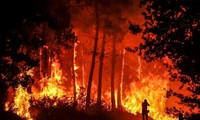 Điện thăm hỏi các vụ cháy rừng tại Pháp